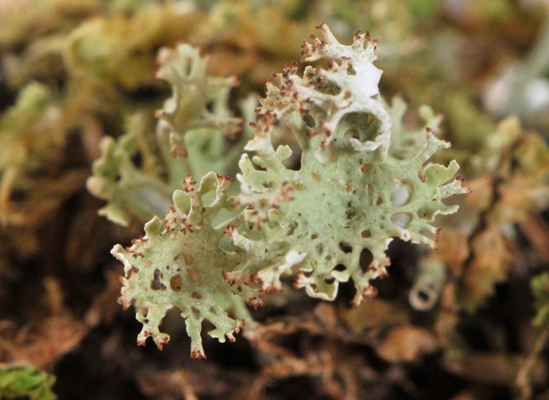 Cladonia multiformis