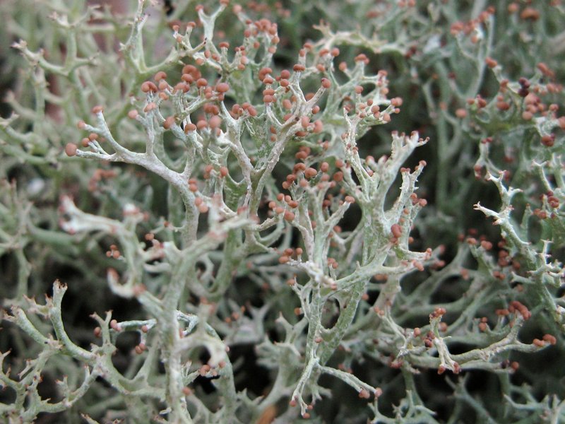 Cladonia multiformis