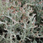 Cladonia multiformis