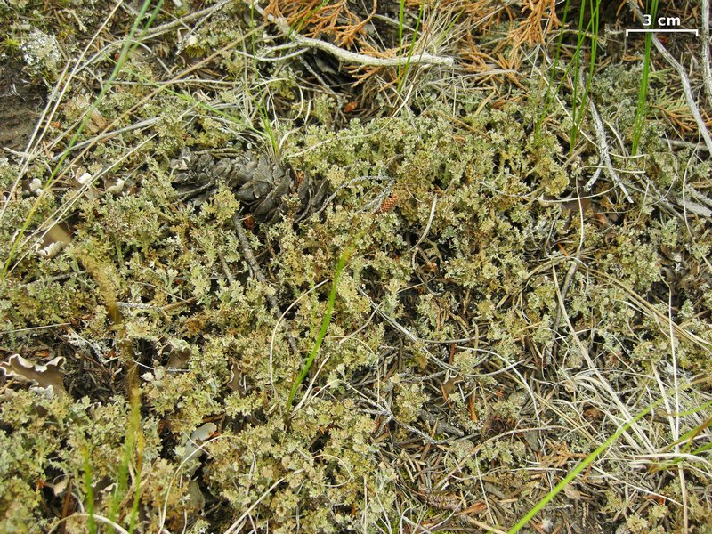 Cladonia multiformis