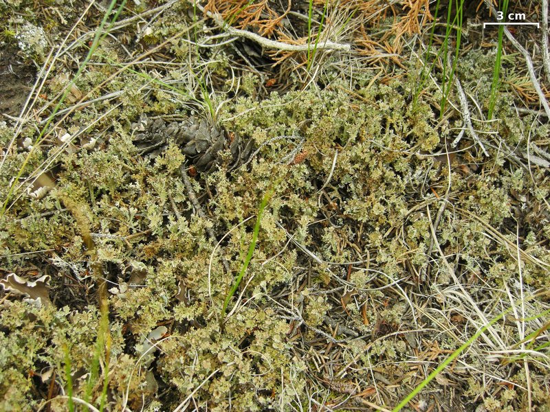 Cladonia multiformis