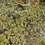 Cladonia multiformis