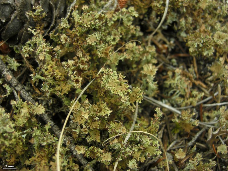 Cladonia multiformis