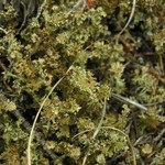 Cladonia multiformis