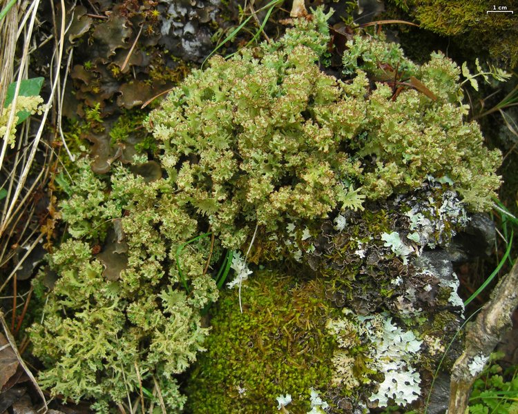 Cladonia multiformis