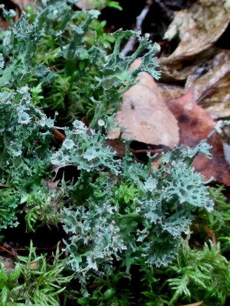 Cladonia multiformis