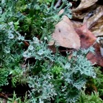 Cladonia multiformis