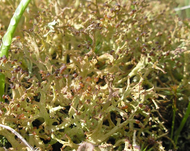 Cladonia multiformis