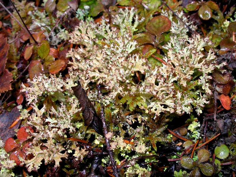 Cladonia multiformis