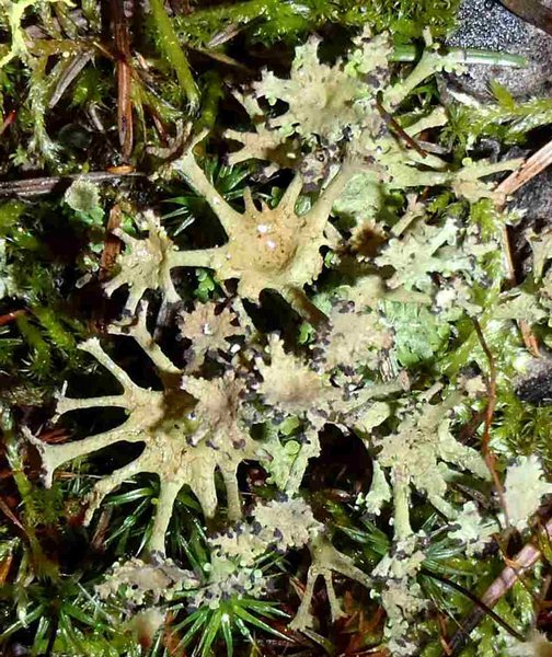 Cladonia multiformis