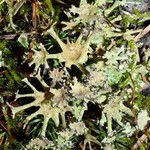 Cladonia multiformis