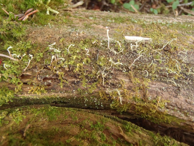 Cladonia norvegica