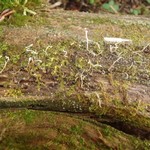 Cladonia norvegica