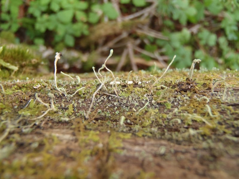 Cladonia norvegica