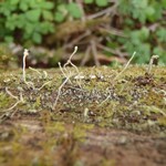 Cladonia norvegica