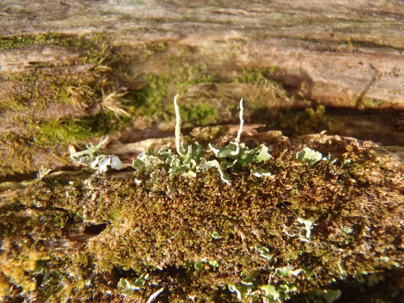 Cladonia norvegica
