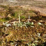 Cladonia norvegica