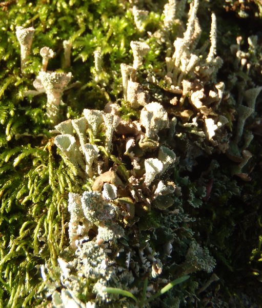 Cladonia novochlorophaea