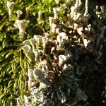 Cladonia novochlorophaea