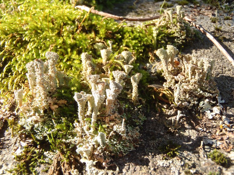 Cladonia novochlorophaea