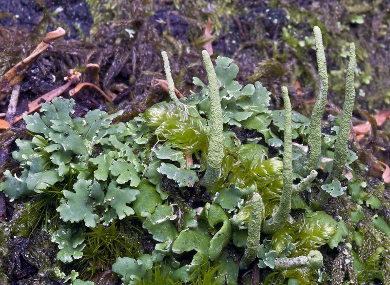 Cladonia ochrochlora
