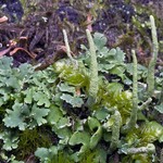 Cladonia ochrochlora