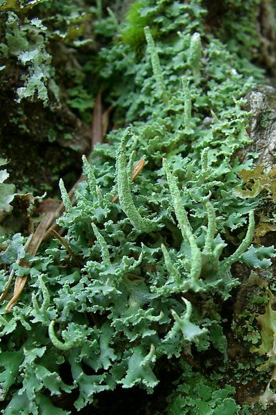 Cladonia ochrochlora
