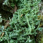 Cladonia ochrochlora