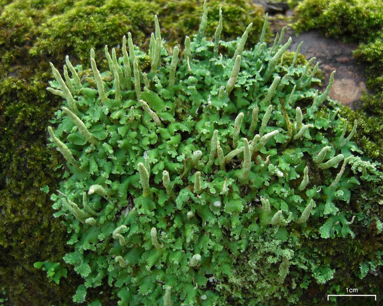 Cladonia ochrochlora