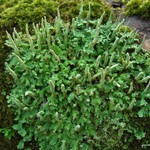 Cladonia ochrochlora