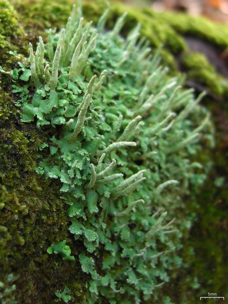 Cladonia ochrochlora