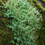 Cladonia ochrochlora