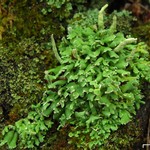 Cladonia ochrochlora