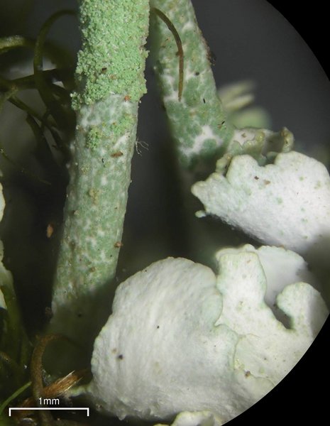 Cladonia ochrochlora