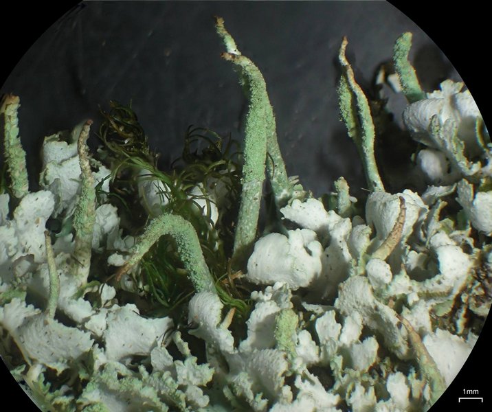 Cladonia ochrochlora