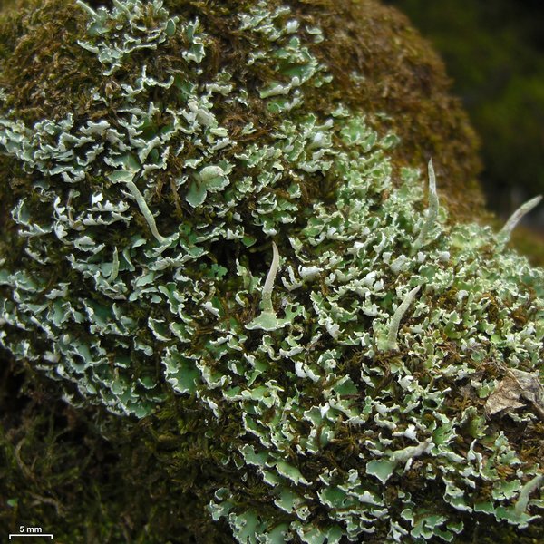 Cladonia ochrochlora