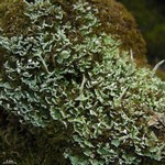 Cladonia ochrochlora