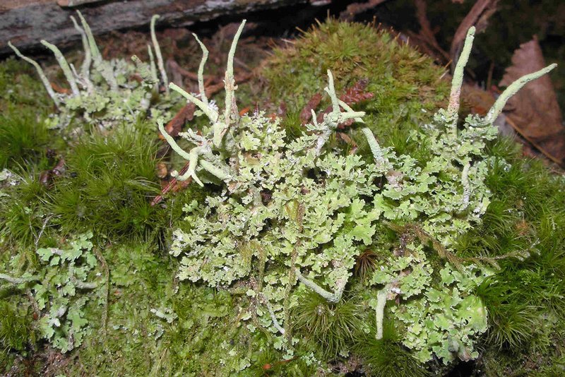 Cladonia ochrochlora