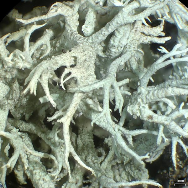 Cladonia pachycladodes