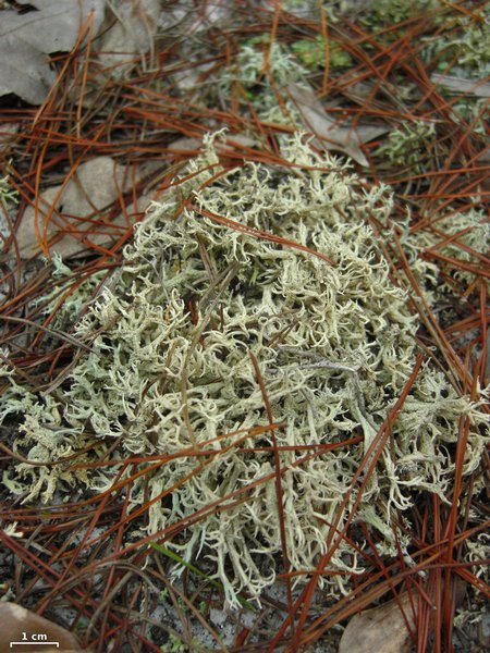 Cladonia pachycladodes