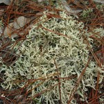 Cladonia pachycladodes