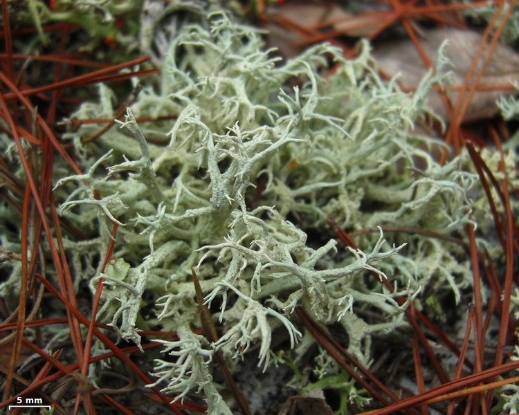 Cladonia pachycladodes