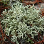 Cladonia pachycladodes