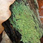 Cladonia parasitica