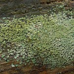 Cladonia parasitica