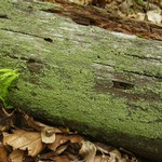 Cladonia parasitica