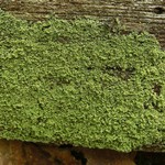 Cladonia parasitica