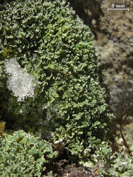 Cladonia petrophila