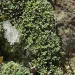 Cladonia petrophila