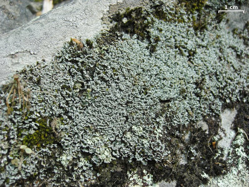 Cladonia petrophila